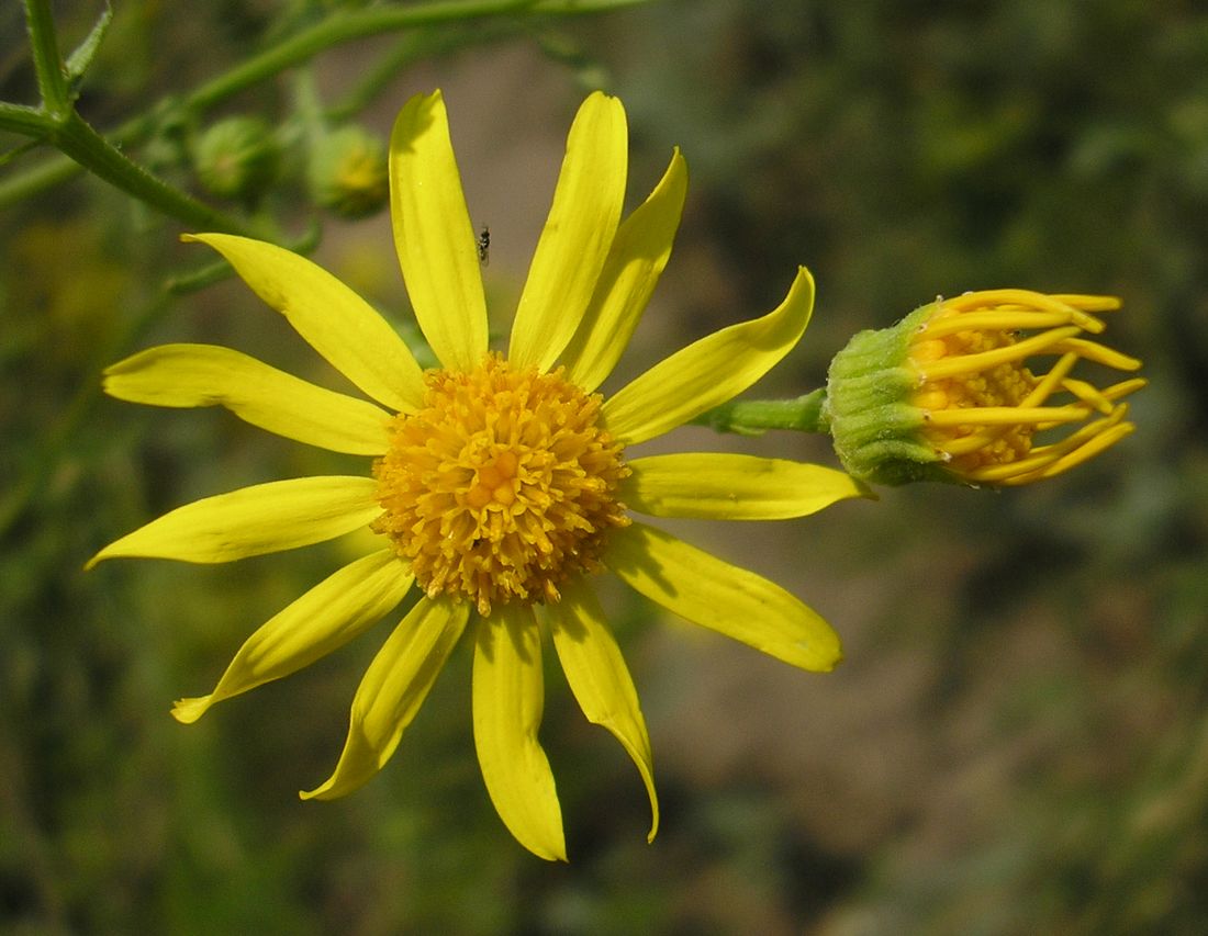 Image of Senecio borysthenicus specimen.