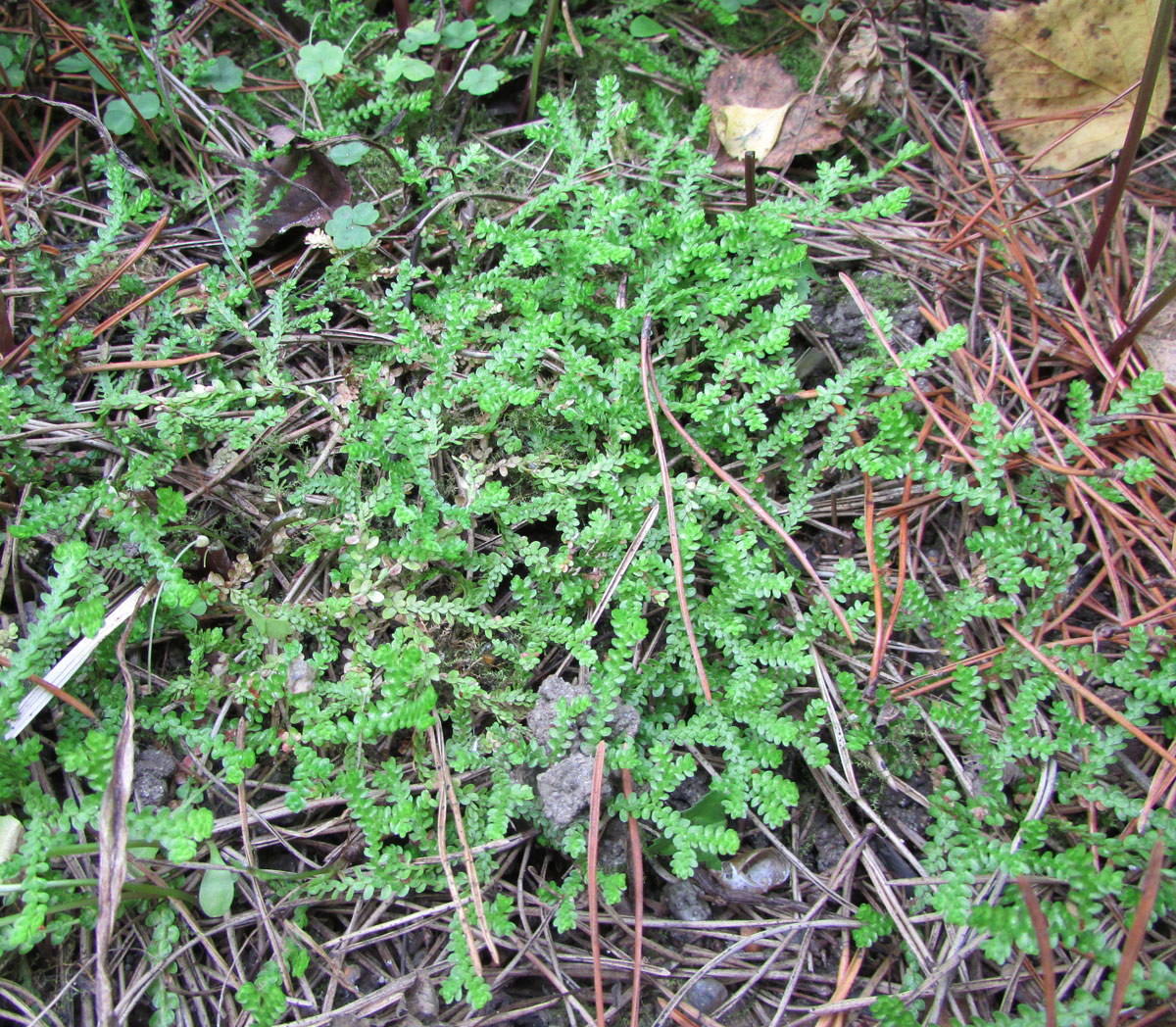 Image of Selaginella douglasii specimen.