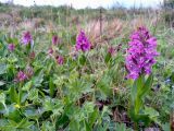 Dactylorhiza euxina