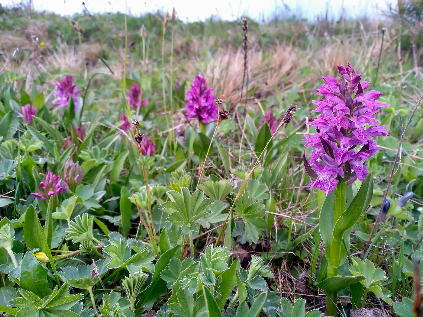 Image of Dactylorhiza euxina specimen.