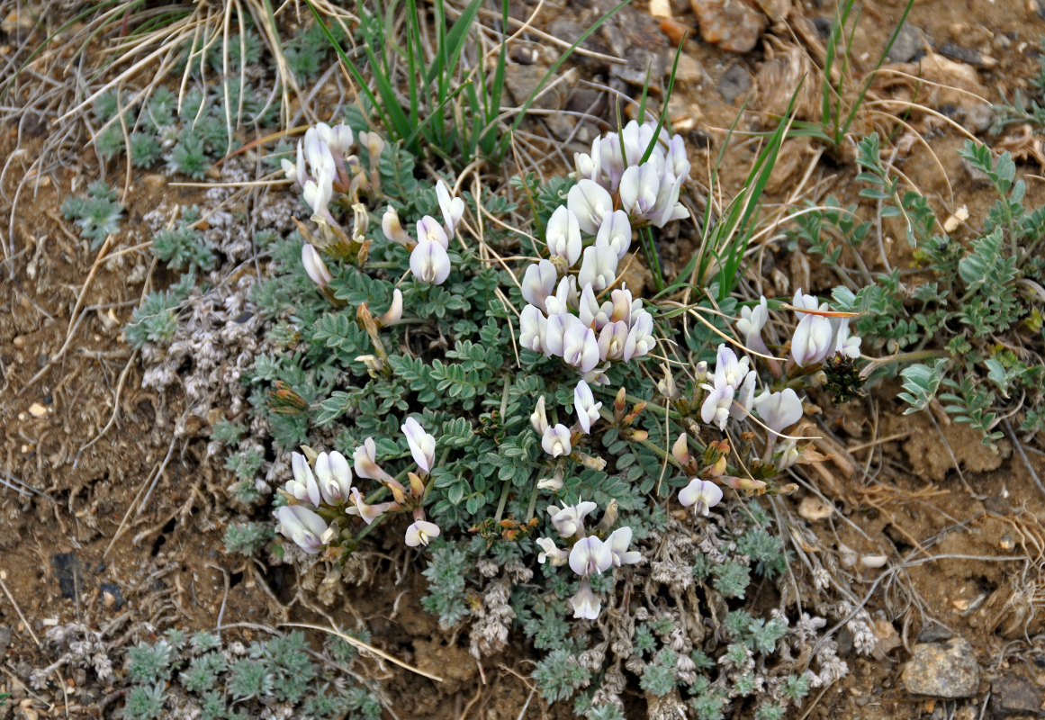 Изображение особи Astragalus tephrolobus.