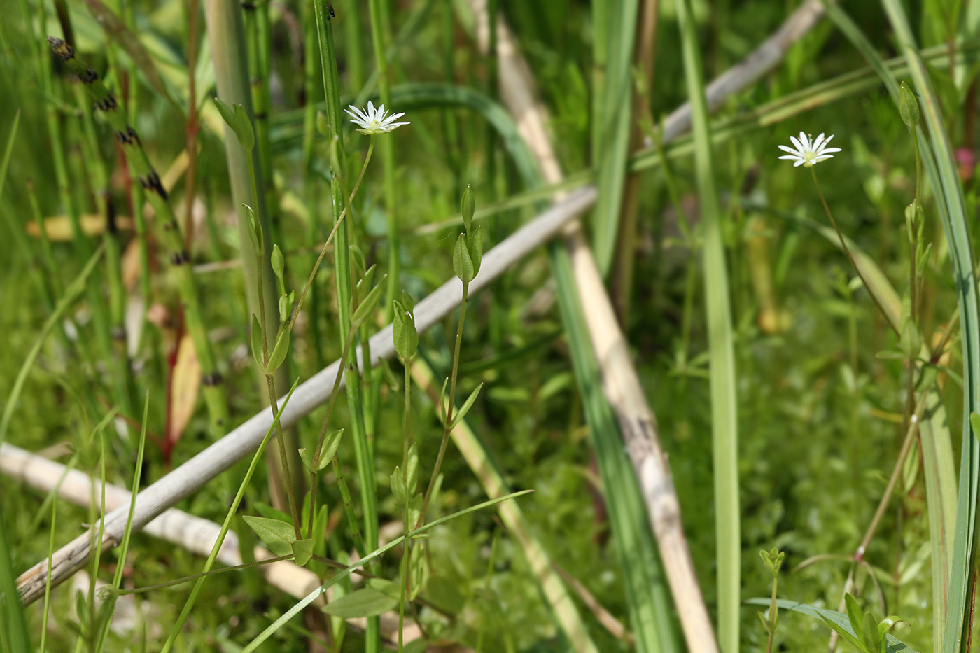 Image of Stellaria crassifolia specimen.