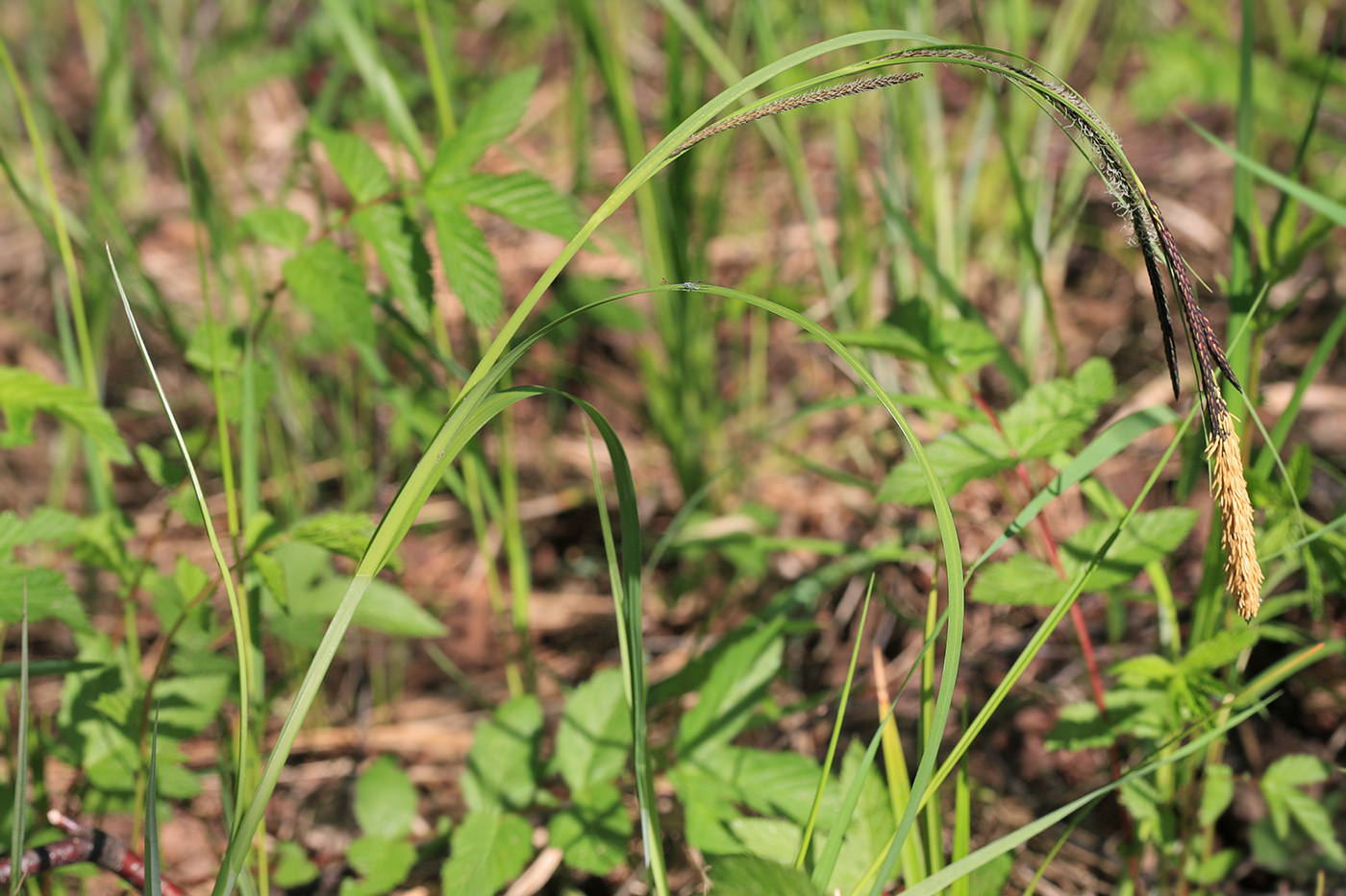 Изображение особи Carex acuta.