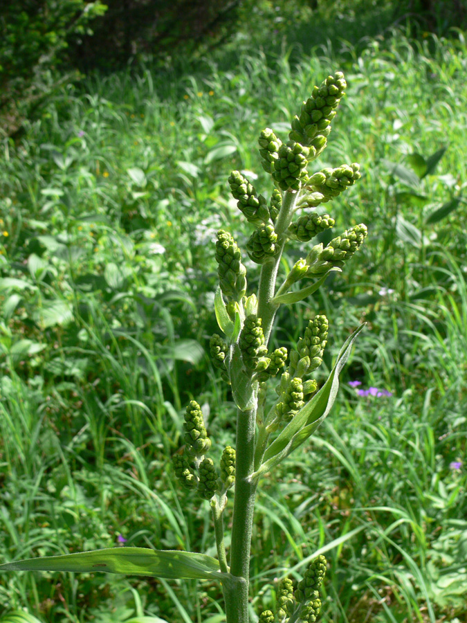 Изображение особи Veratrum lobelianum.