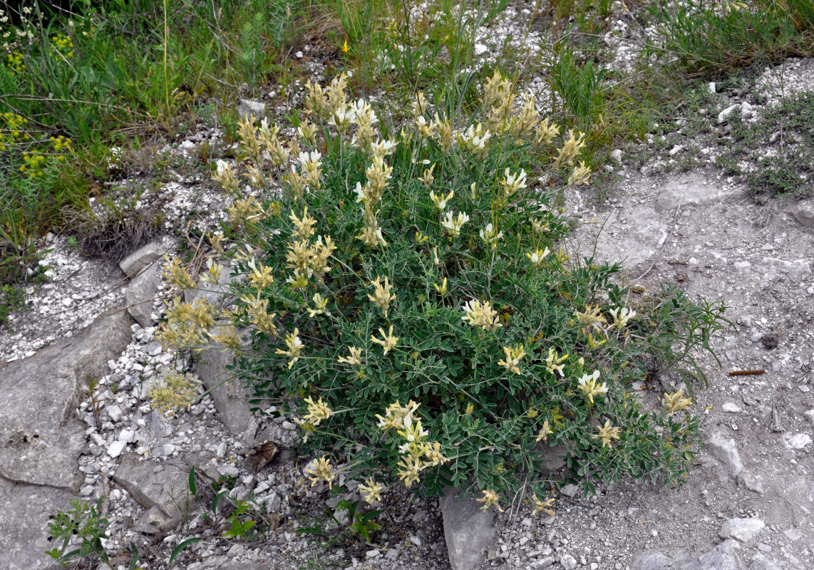 Изображение особи Astragalus albicaulis.