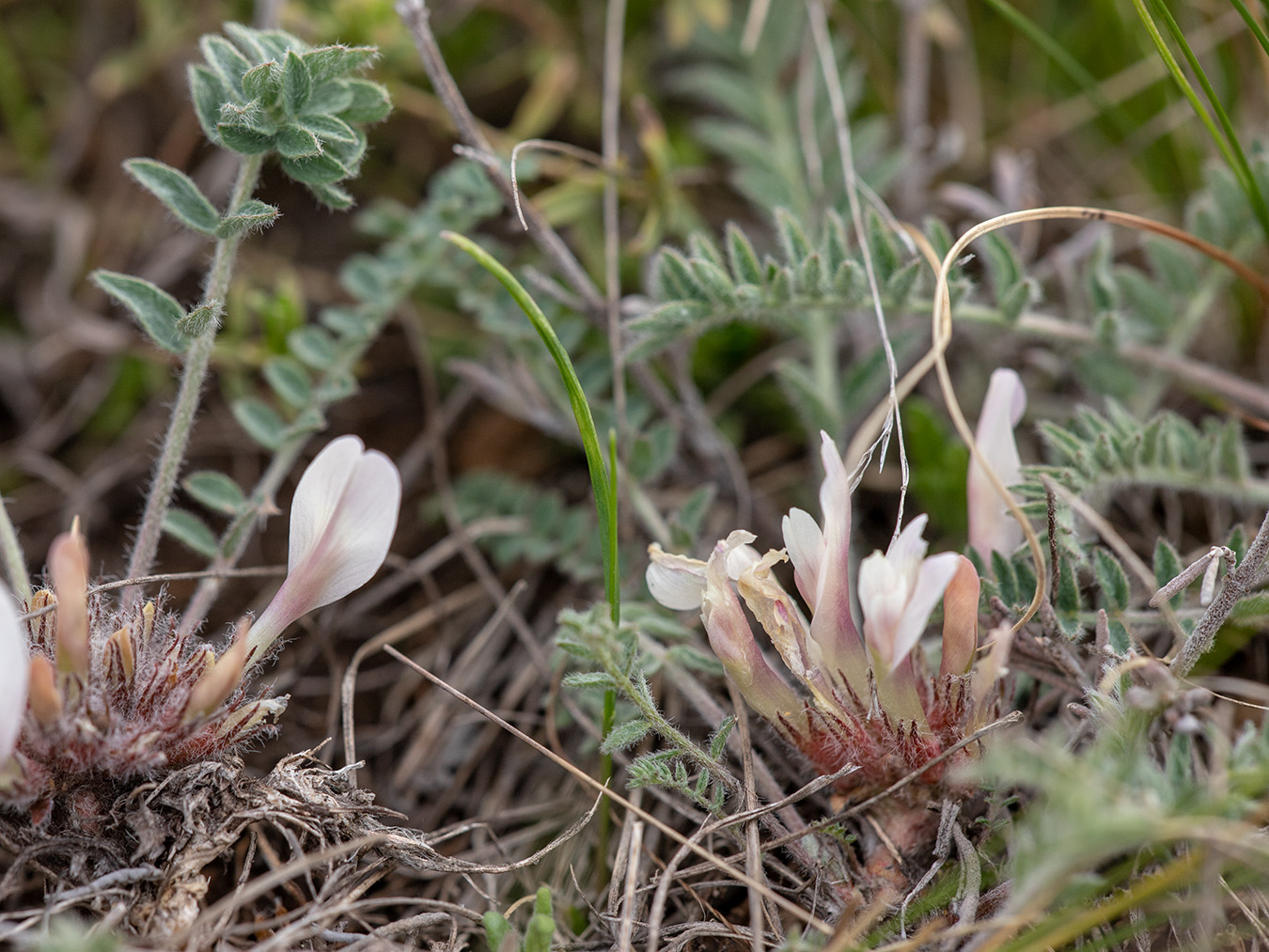 Image of Astragalus dolichophyllus specimen.