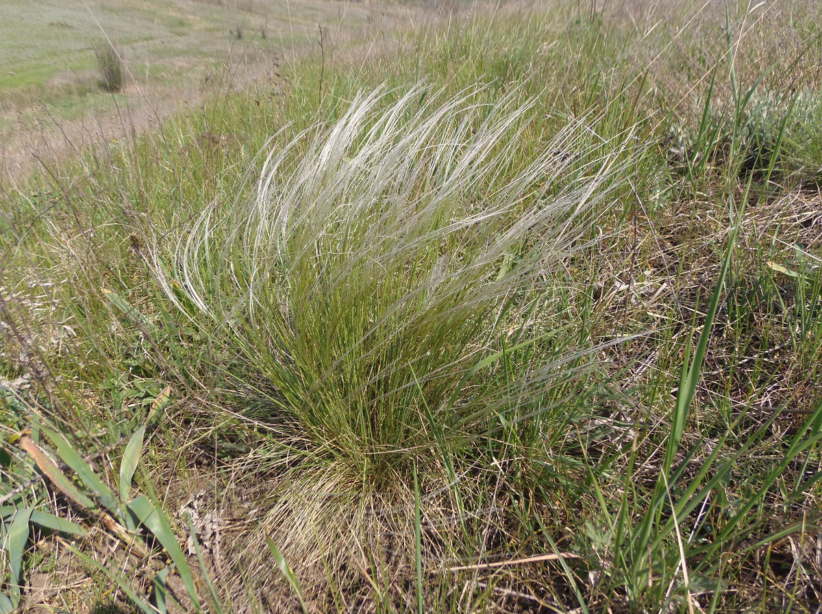 Image of genus Stipa specimen.