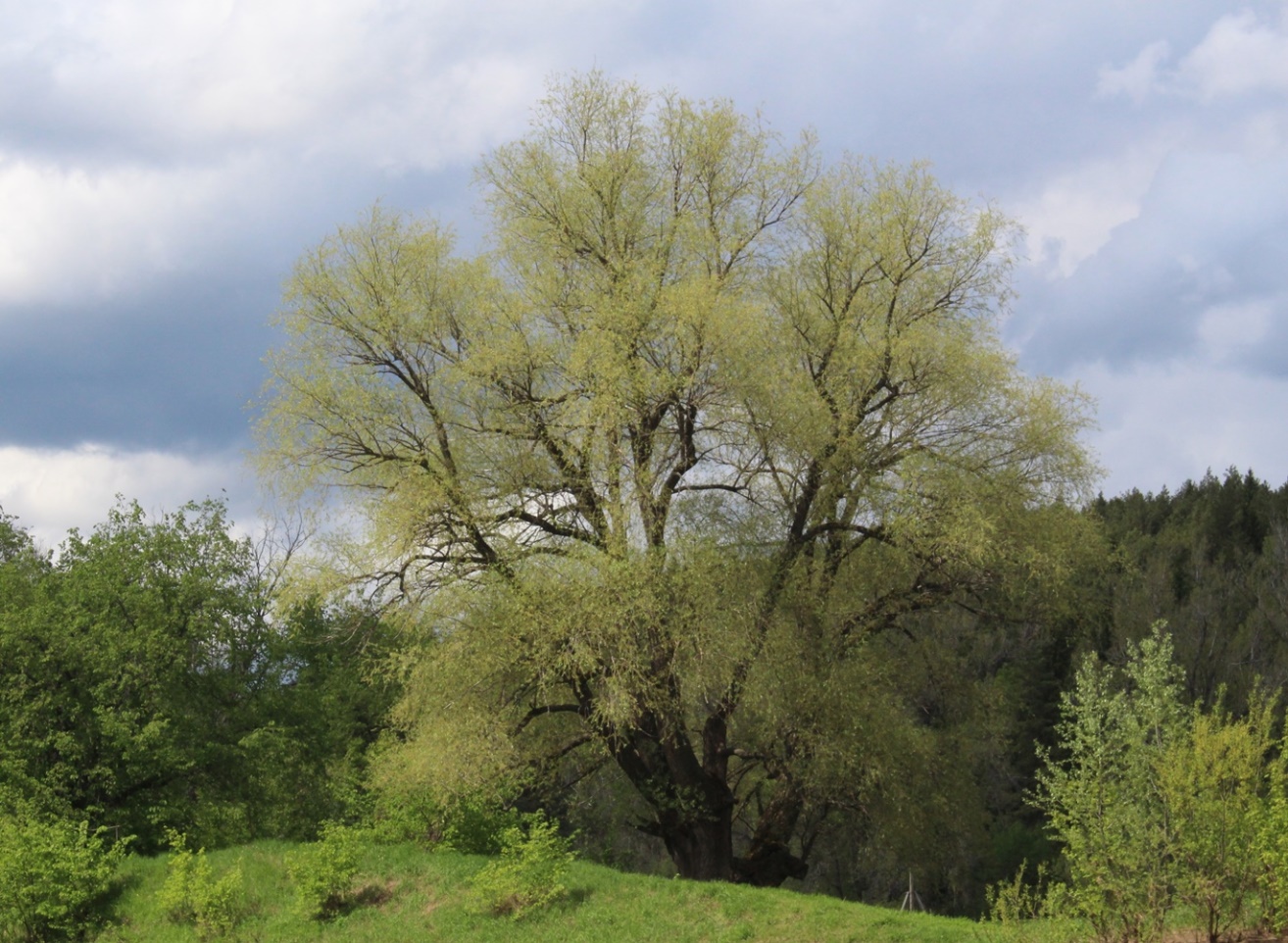 Песня ветлы ветлы. Ива белая Плантариум. Salix Alba. Ветла. Ива белая серебристая.