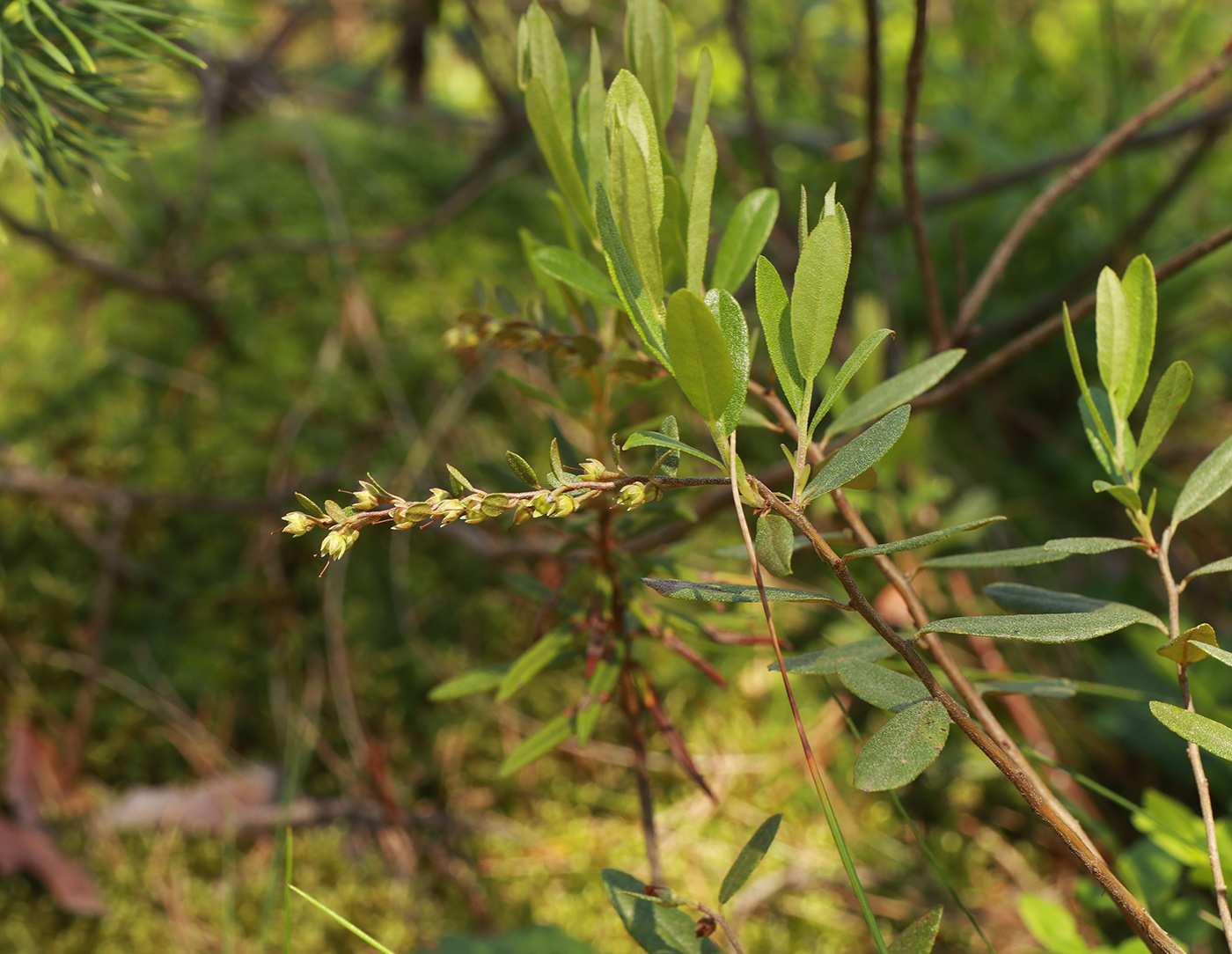 Image of Chamaedaphne calyculata specimen.