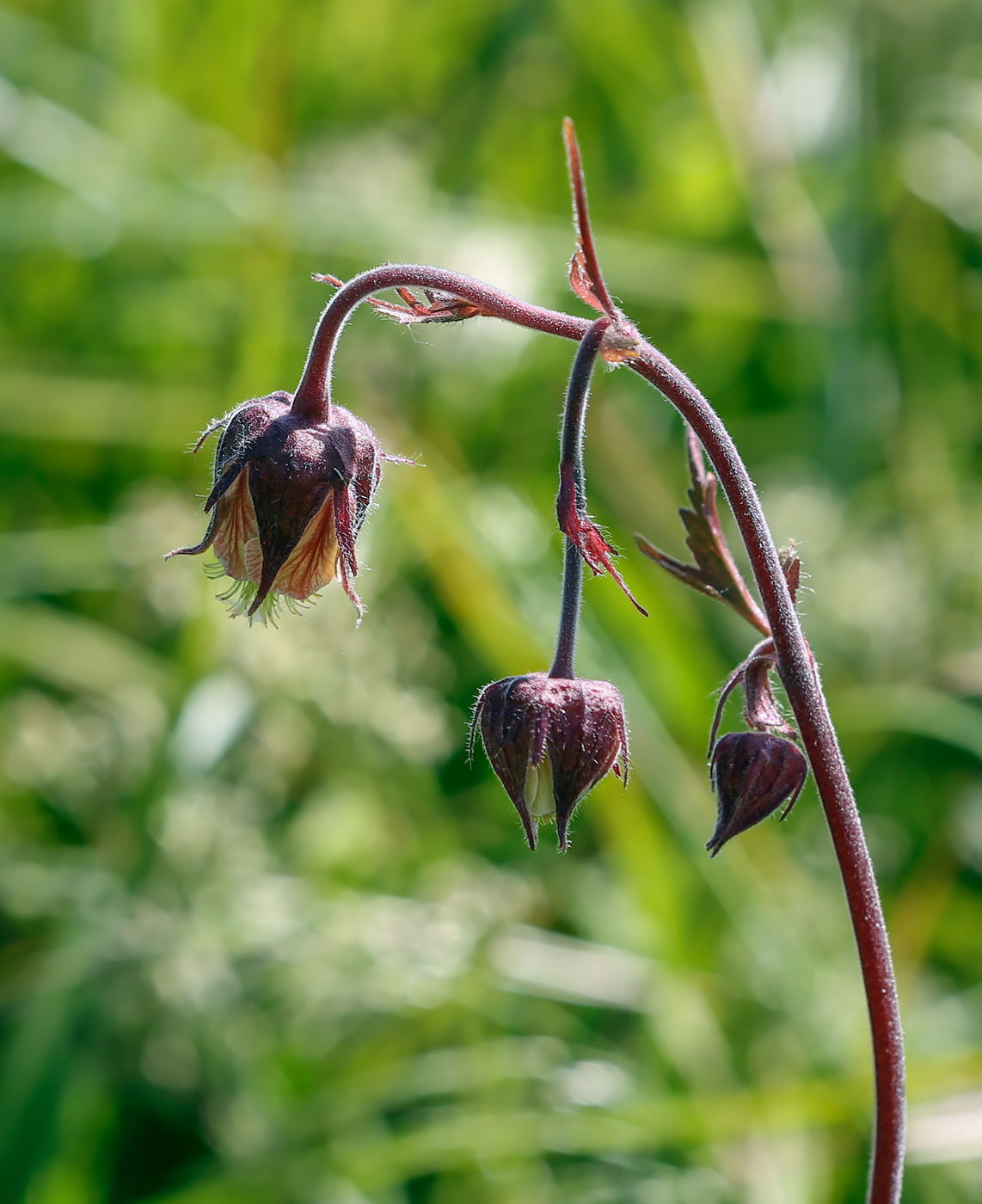 Image of Geum rivale specimen.