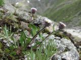 Erigeron uniflorus. Цветущее растение. Кабардино-Балкария, Эльбрусский р-н, долина р. Ирикчат, ок. 3100 м н.у.м., каменистое место. 06.07.2020.