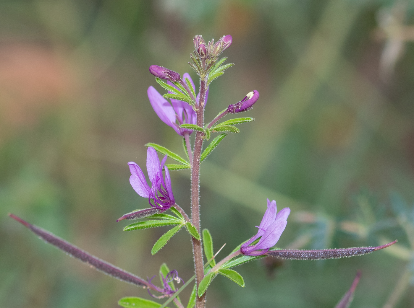 Image of Cleome rubella specimen.