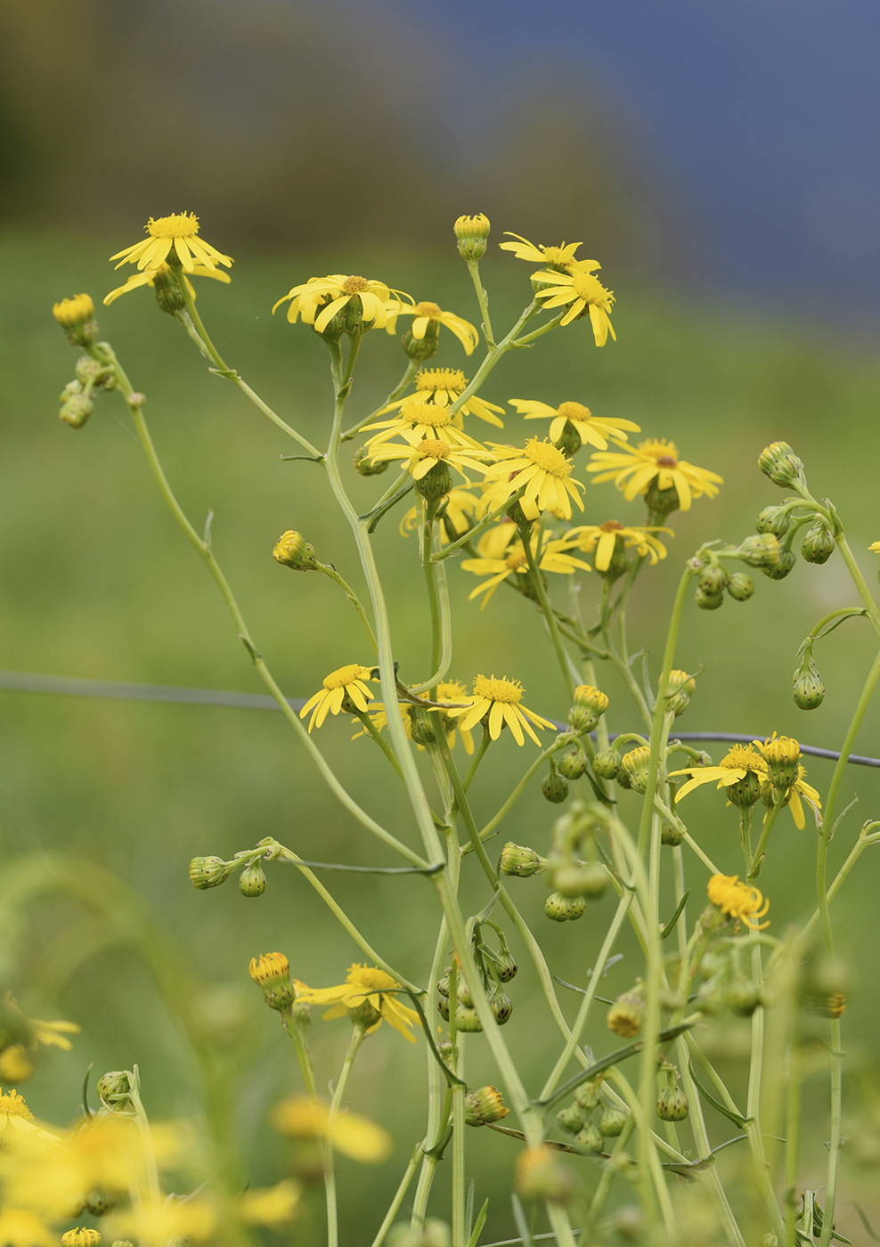 Изображение особи Senecio inaequidens.