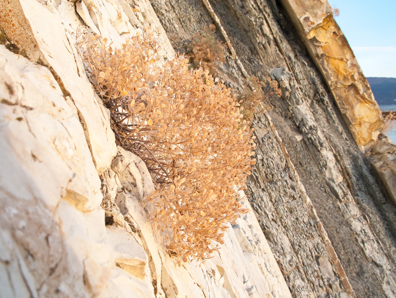 Image of Odontarrhena obtusifolia specimen.