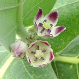 Calotropis procera