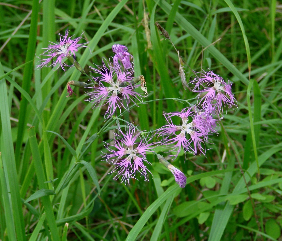 Image of Dianthus superbus specimen.