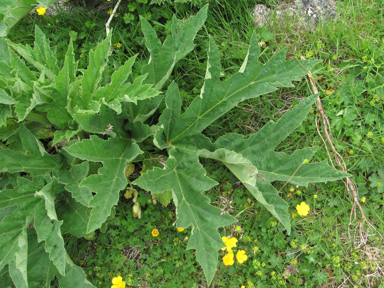 Image of Heracleum freynianum specimen.