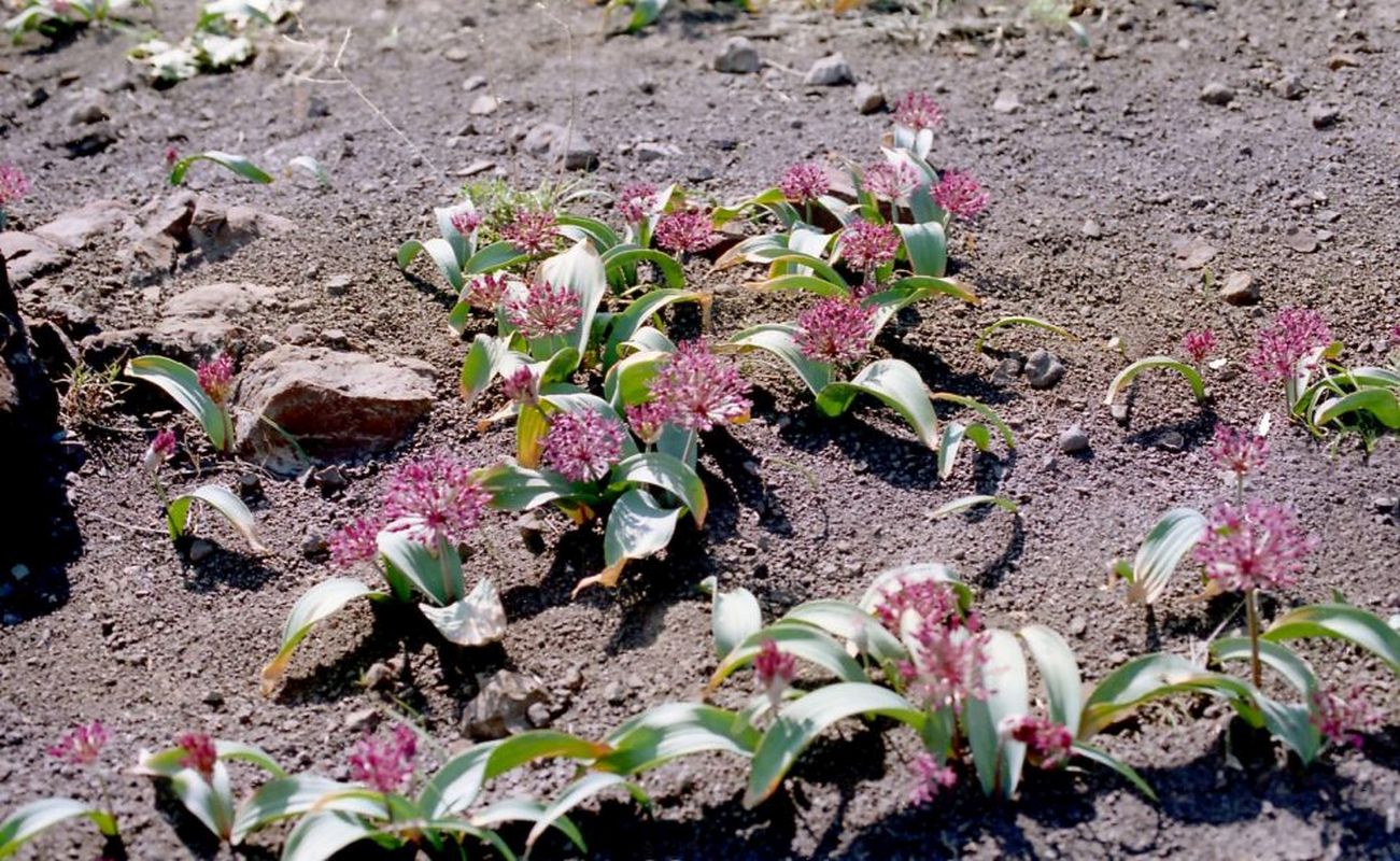 Image of Allium karataviense ssp. henrikii specimen.