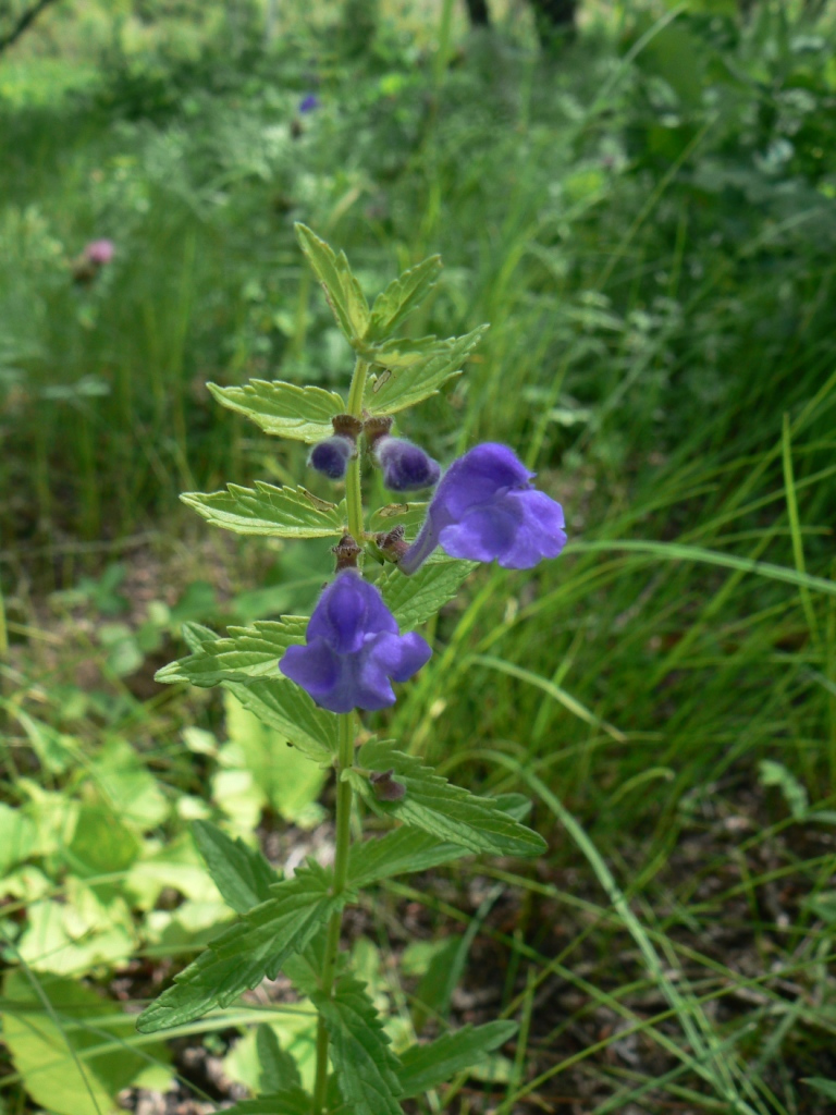 Image of Scutellaria galericulata specimen.