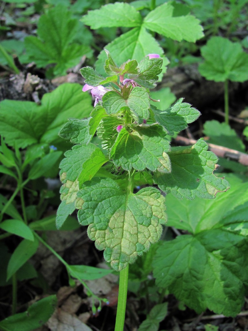 Image of Lamium purpureum specimen.