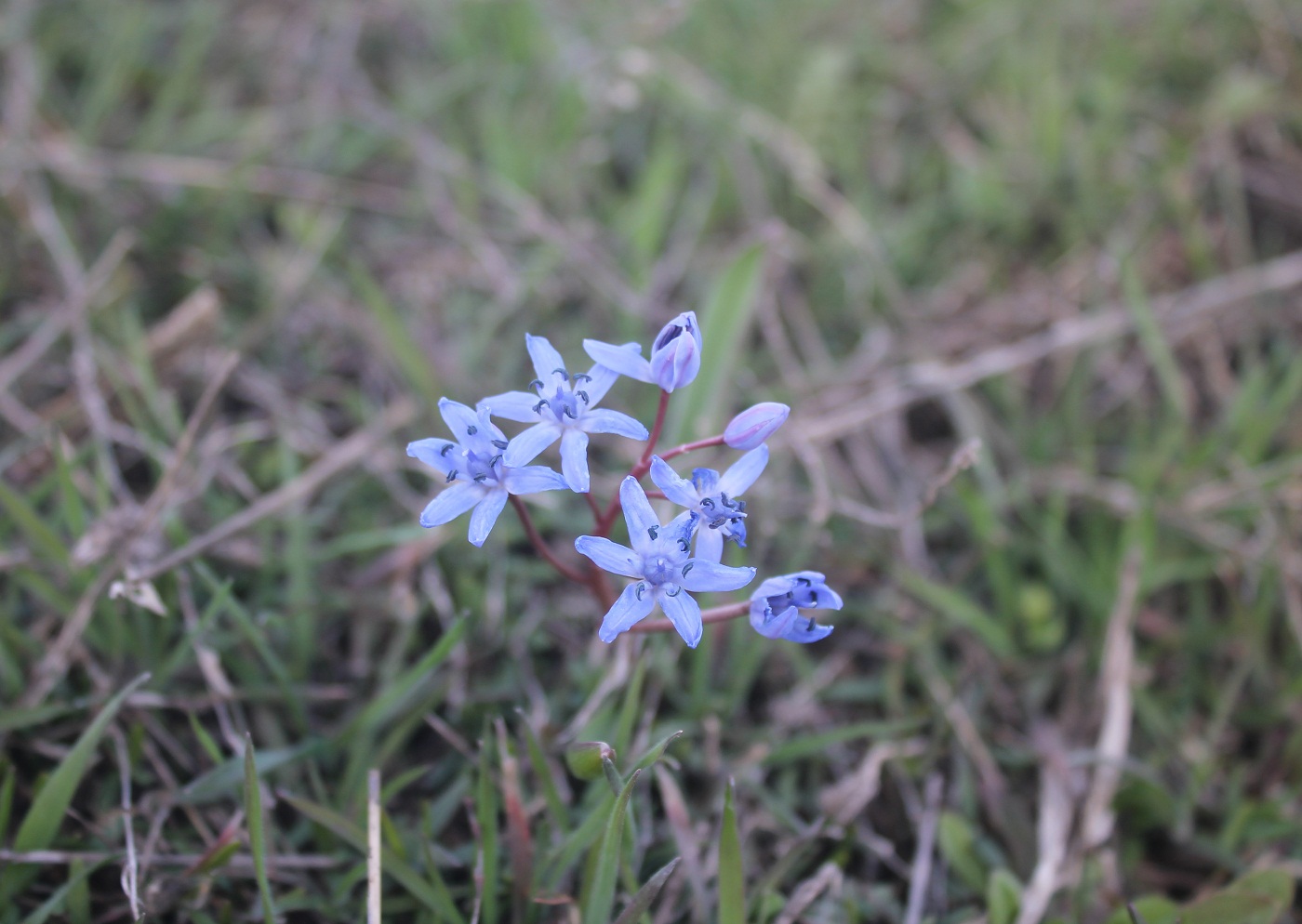 Image of Scilla bifolia specimen.