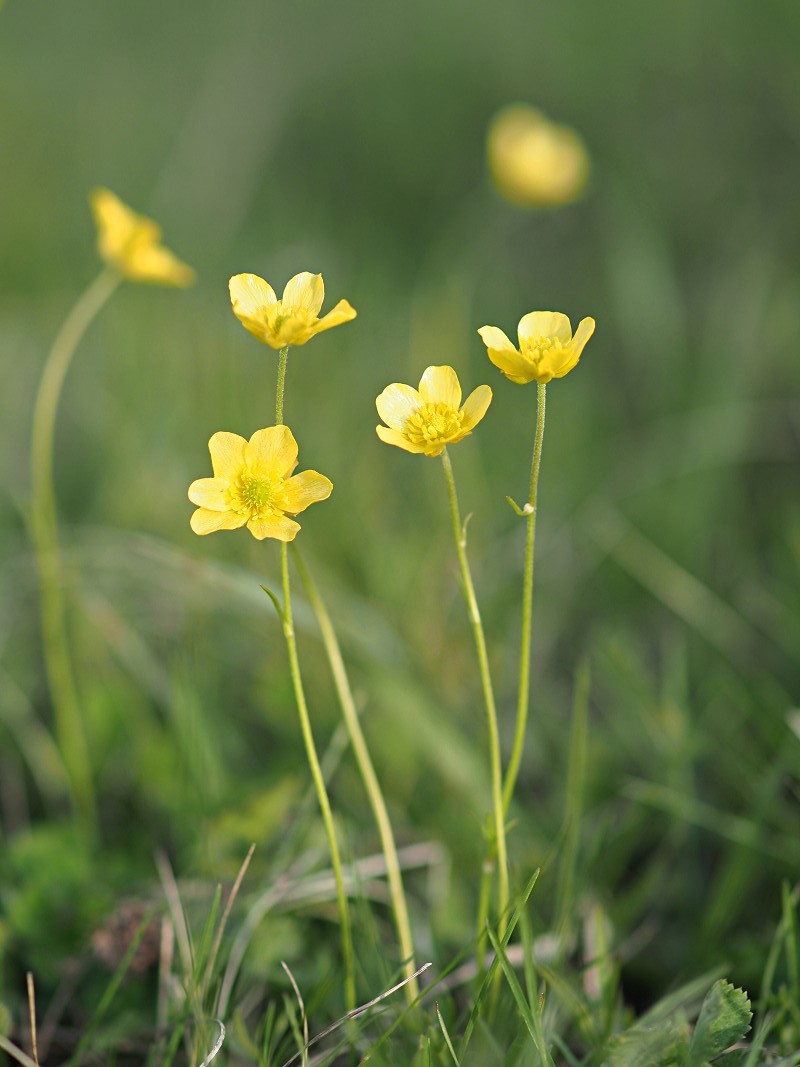 Изображение особи Ranunculus pedatus.