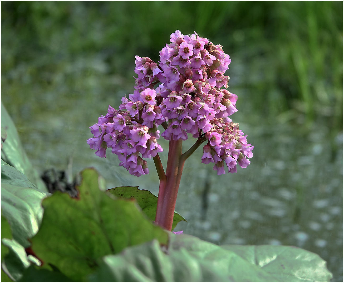 Изображение особи Bergenia crassifolia.