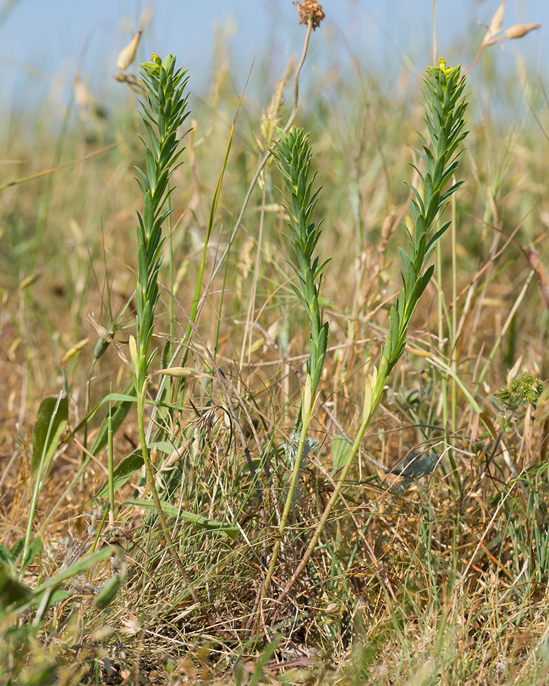 Image of Euphorbia seguieriana specimen.