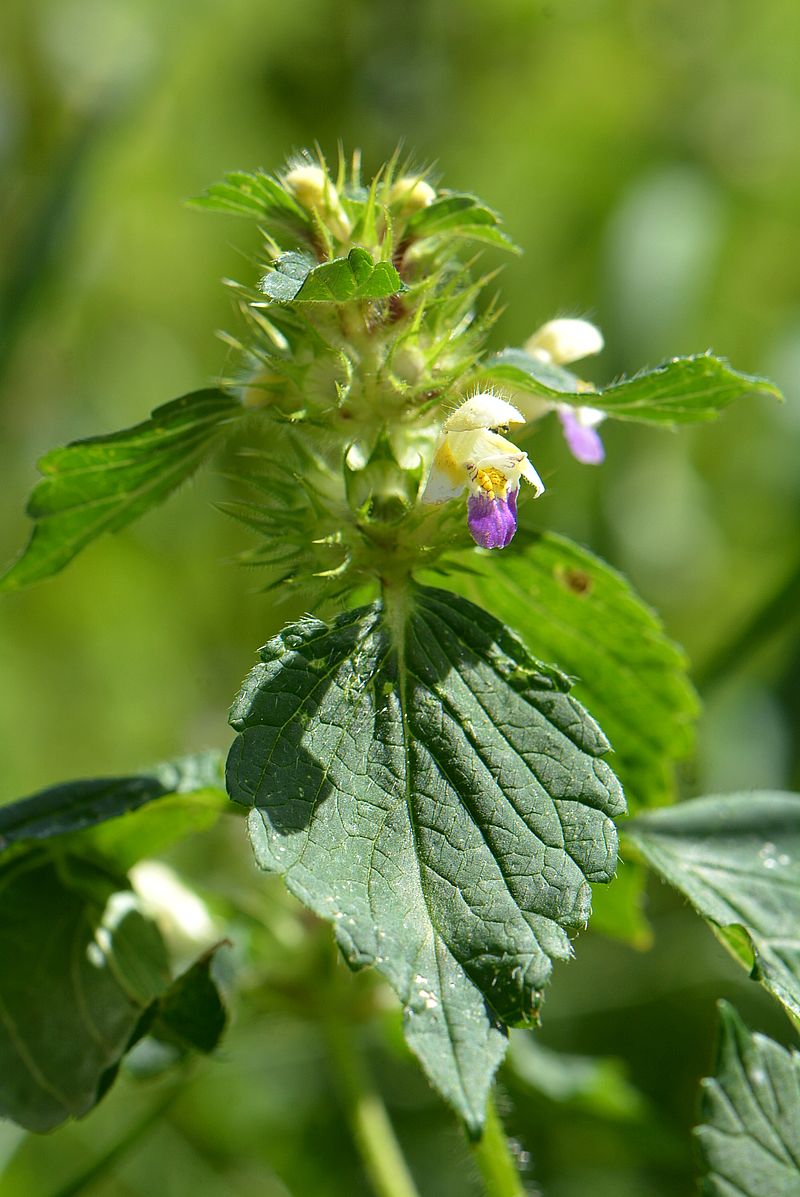 Image of Galeopsis speciosa specimen.