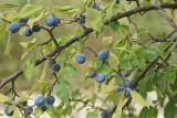 Prunus spinosa. Часть ветви с плодами. Крым, природный парк регионального значения «Белая скала», меловой склон. 11 августа 2021 г.