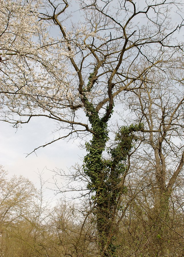 Image of Hedera pastuchovii specimen.