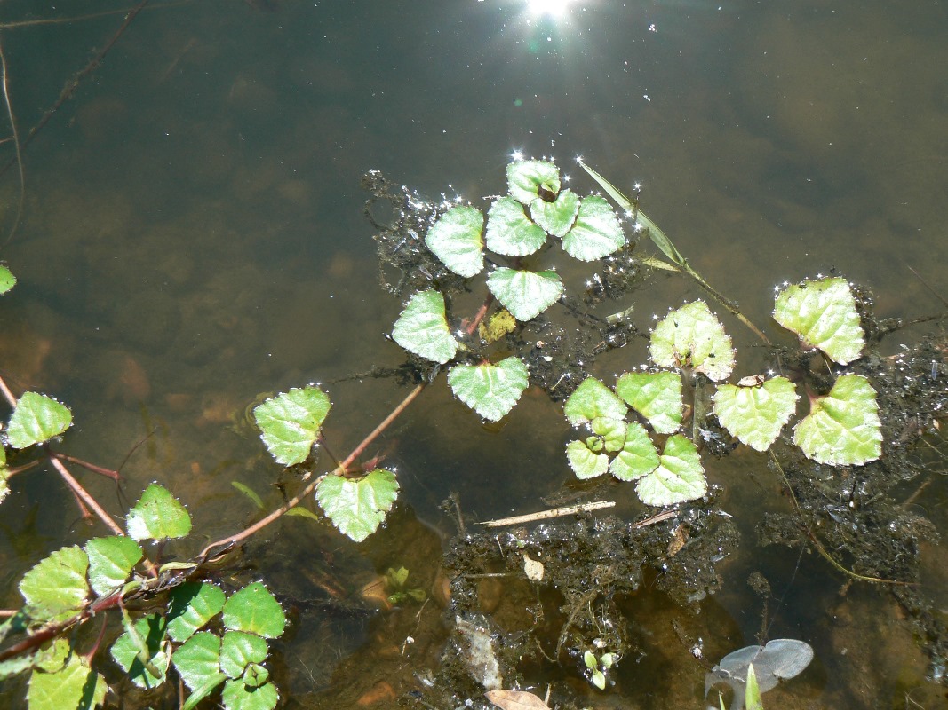 Image of Trapella sinensis specimen.