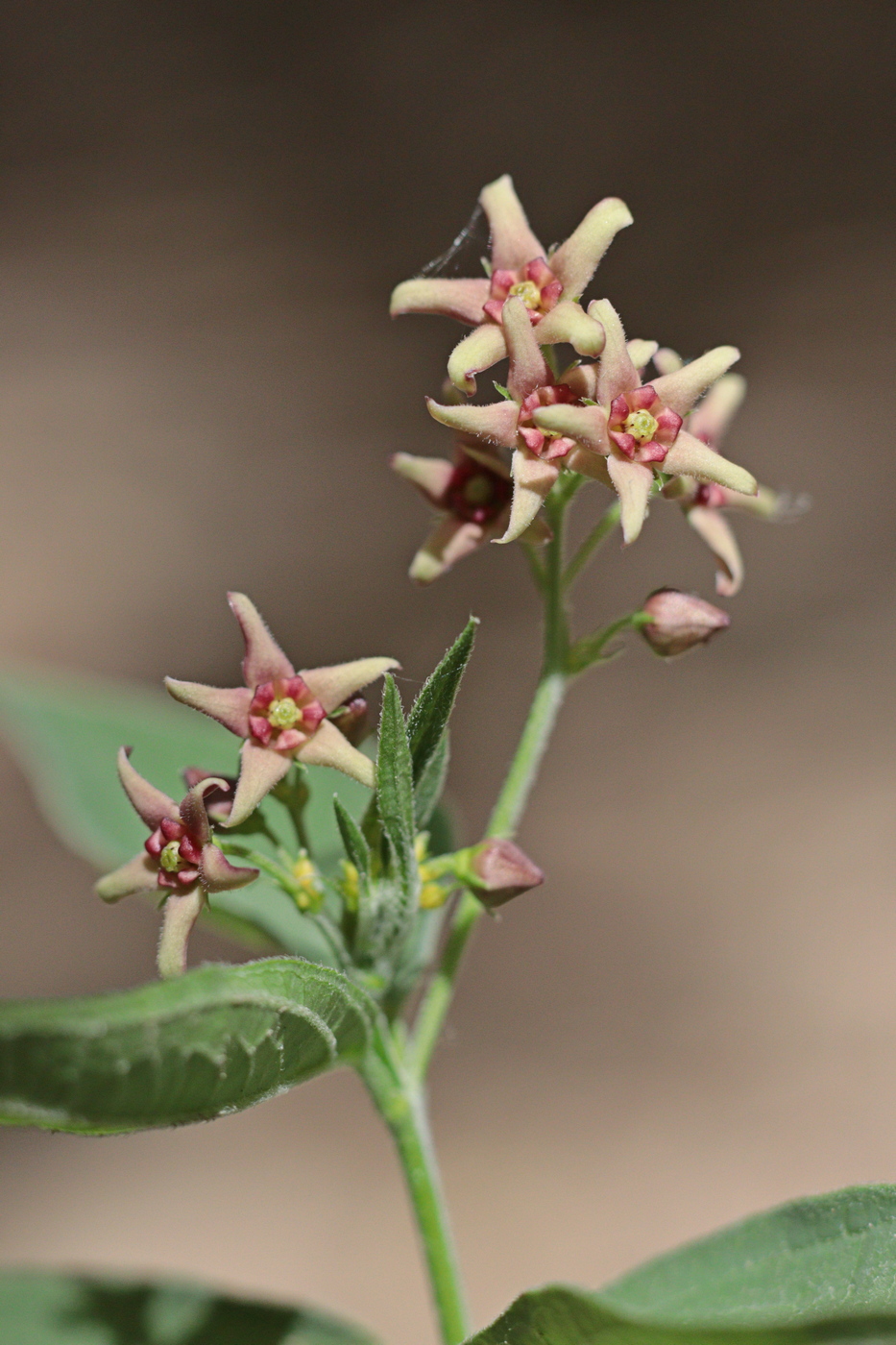 Изображение особи Vincetoxicum scandens.