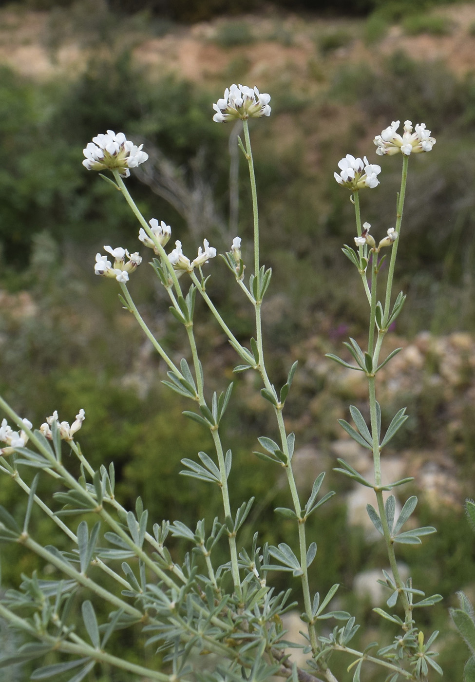 Изображение особи Dorycnium pentaphyllum.