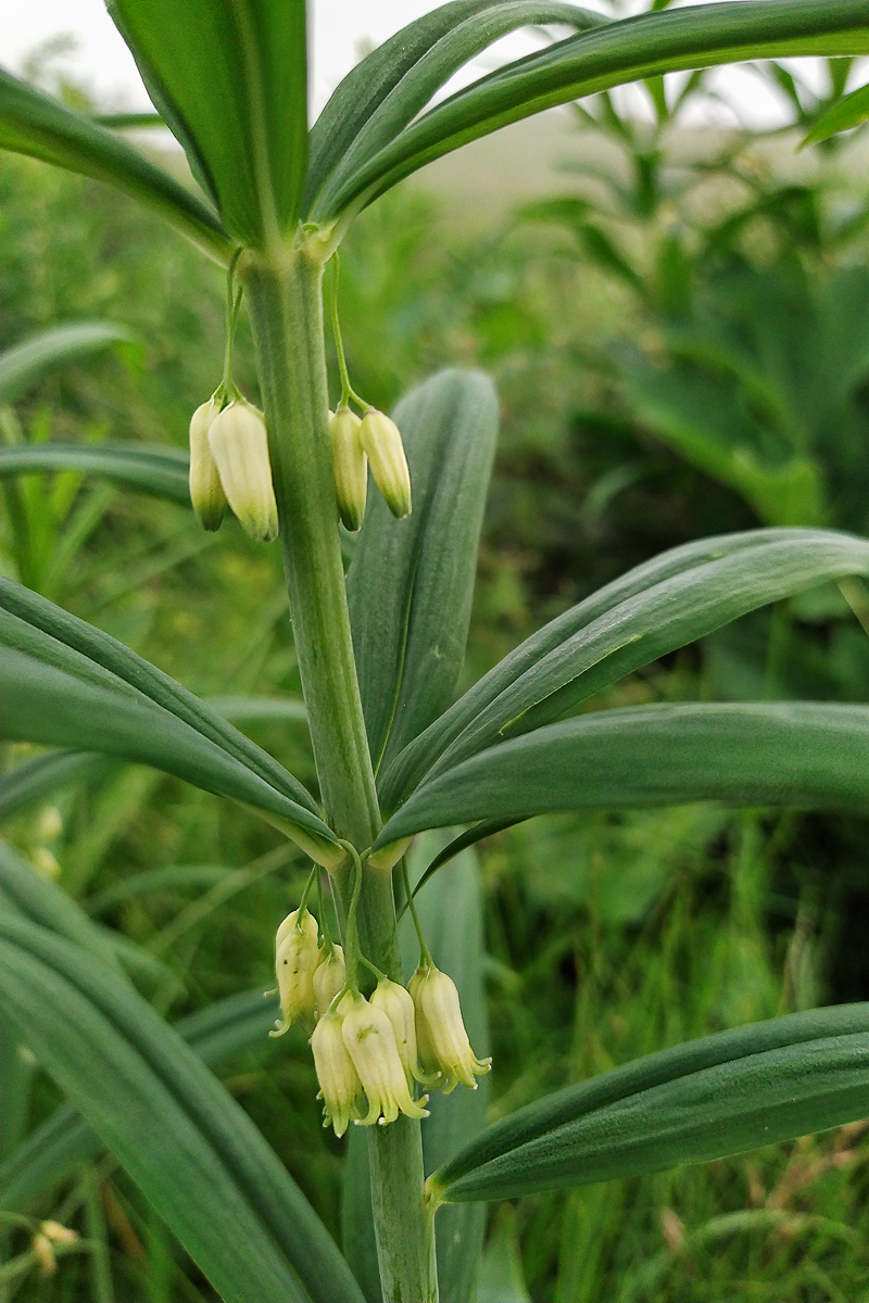 Изображение особи Polygonatum verticillatum.