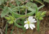 Cerastium longifolium. Соцветие. Азербайджан, Лерикский р-н, Зуванд. 12.04.2010.