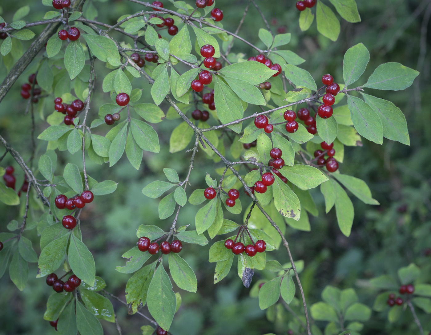 Изображение особи Lonicera demissa.