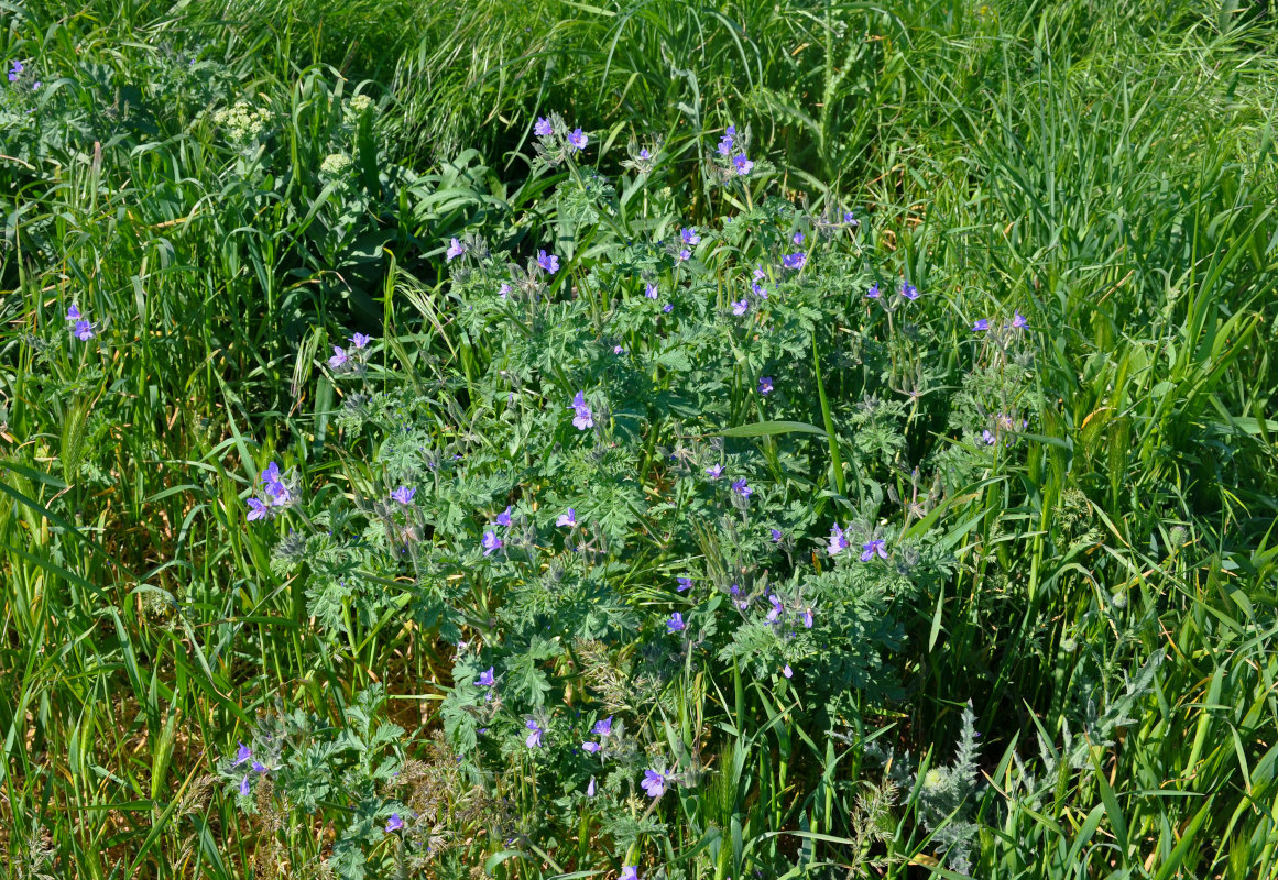 Image of Erodium ciconium specimen.