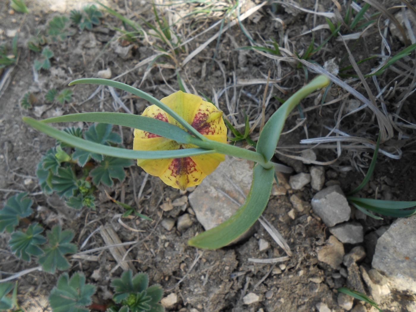 Изображение особи Fritillaria ophioglossifolia.