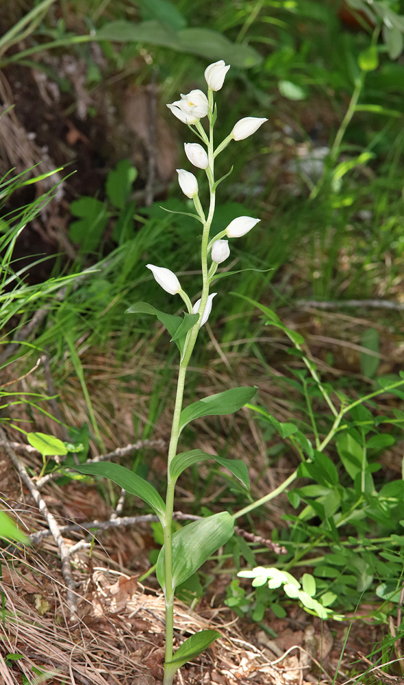 Image of Cephalanthera damasonium specimen.