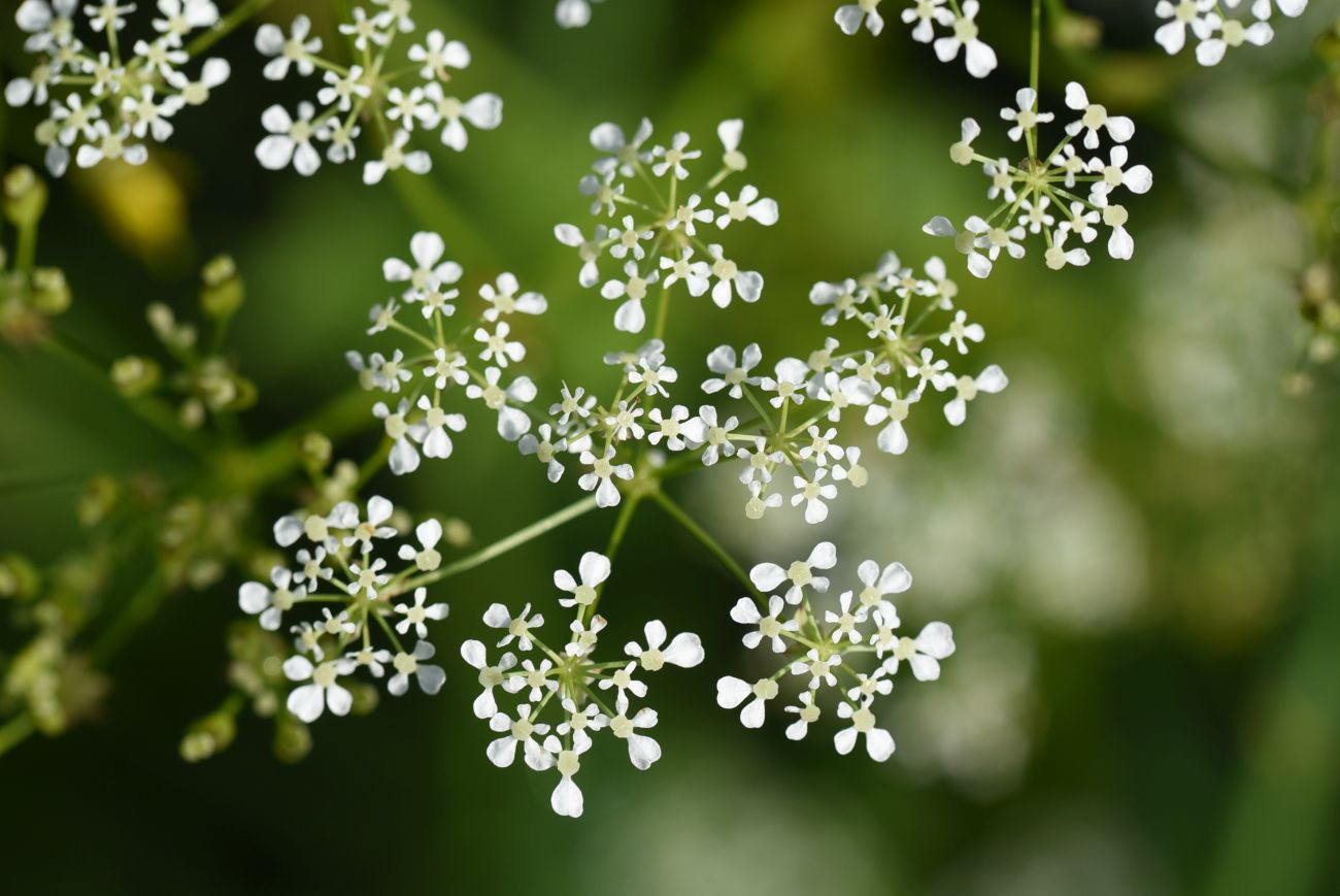 Image of familia Apiaceae specimen.