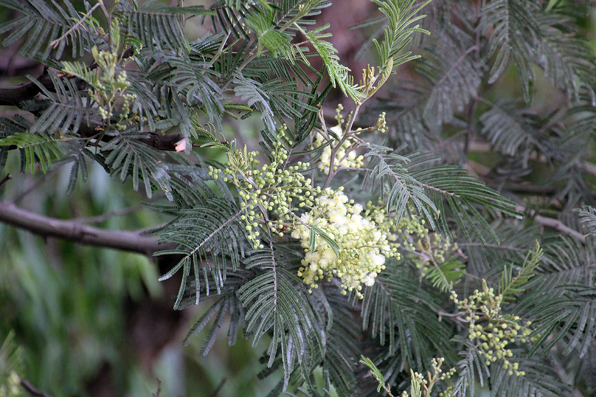 Image of familia Fabaceae specimen.