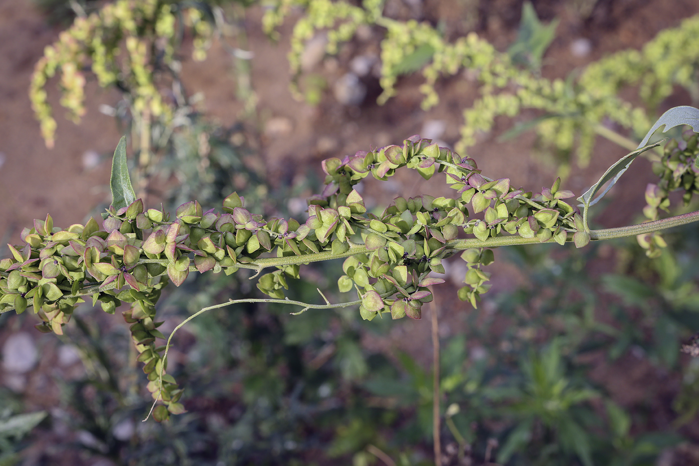 Изображение особи Atriplex sagittata.