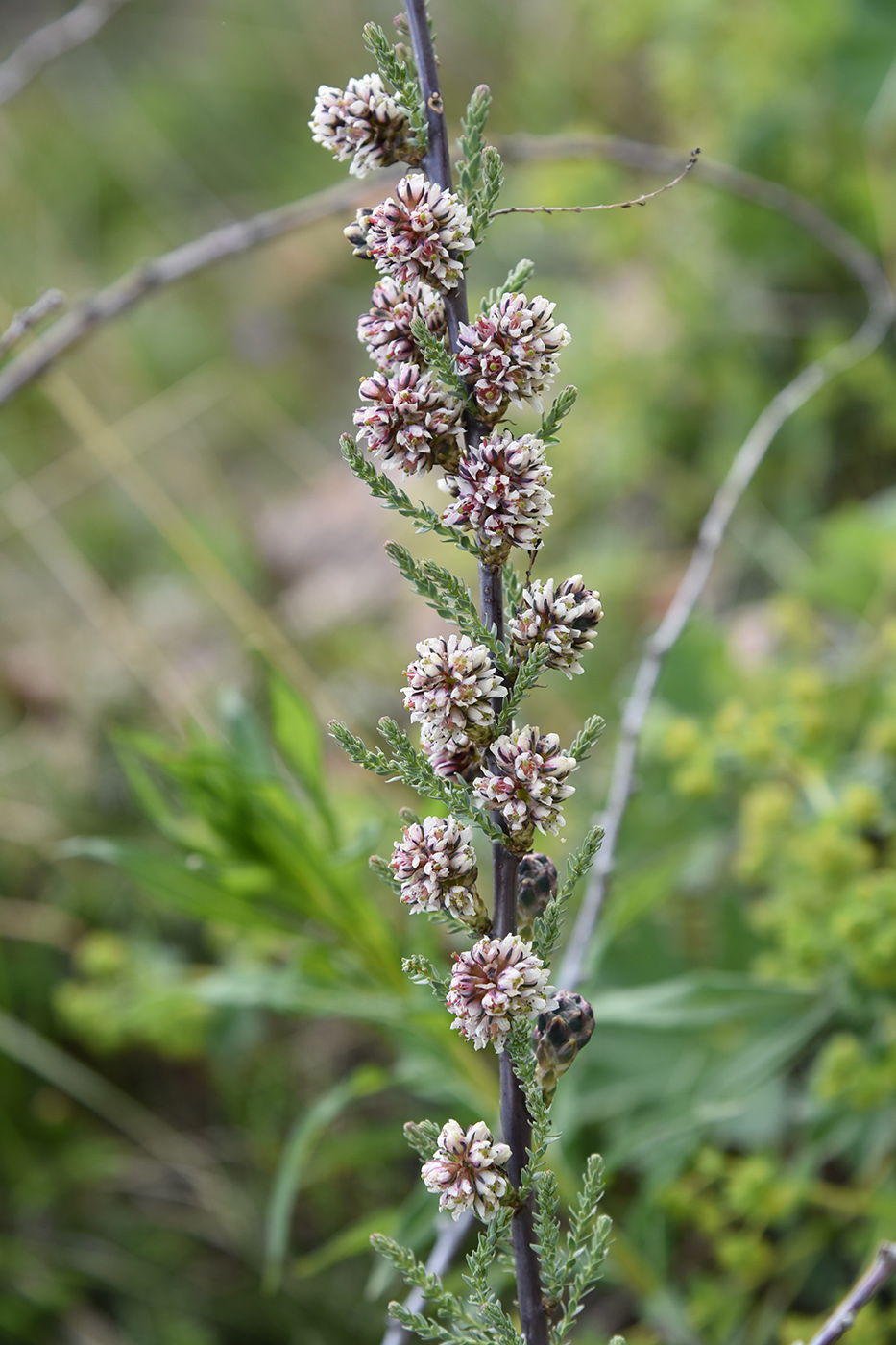 Image of Myricaria squamosa specimen.