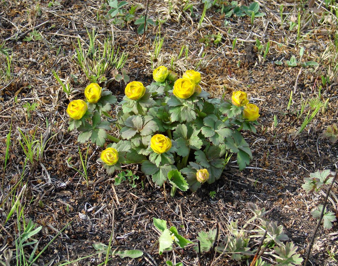 Image of genus Trollius specimen.