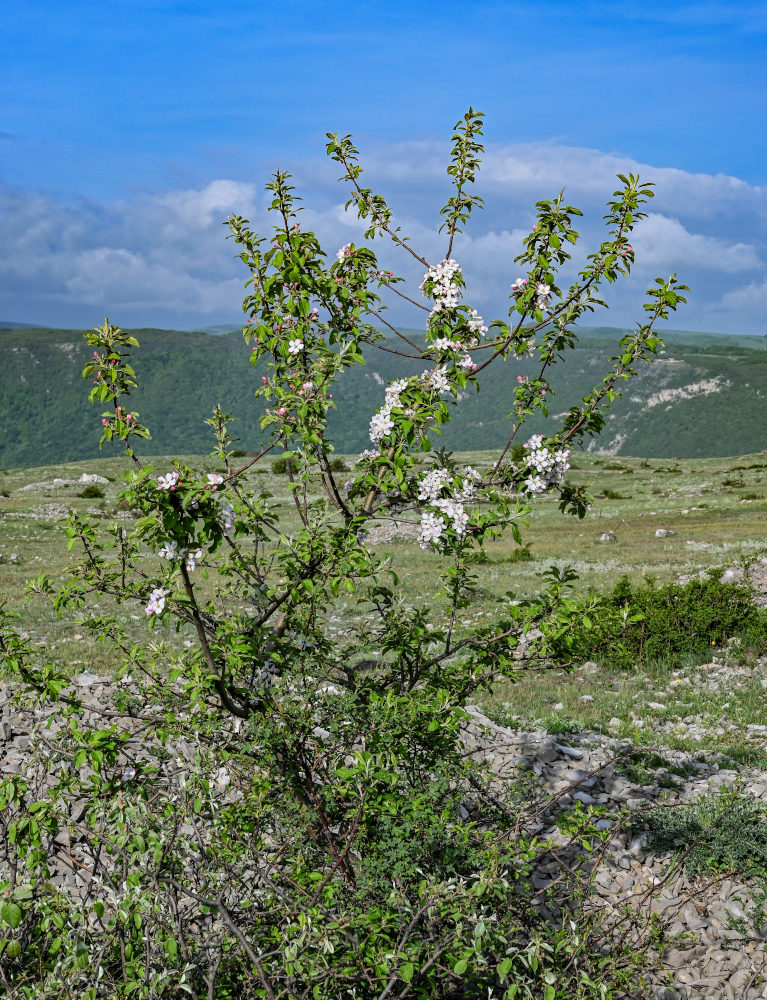 Изображение особи род Malus.