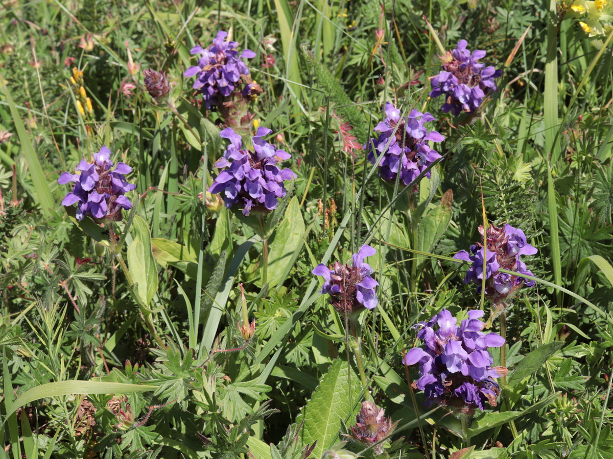 Изображение особи Prunella grandiflora.