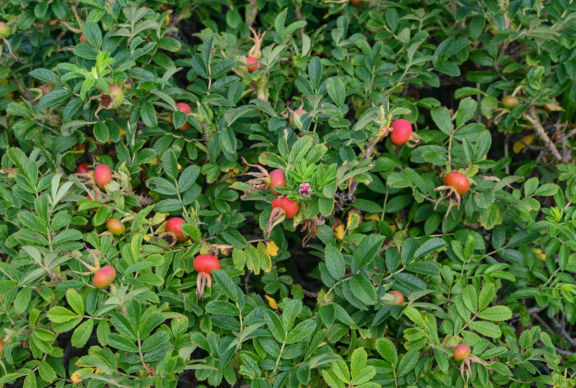 Image of Rosa rugosa specimen.