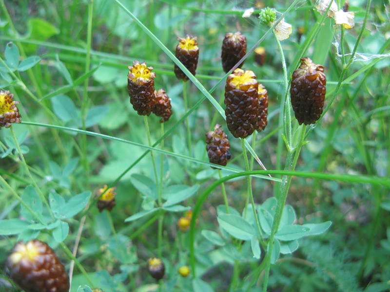 Image of Trifolium spadiceum specimen.