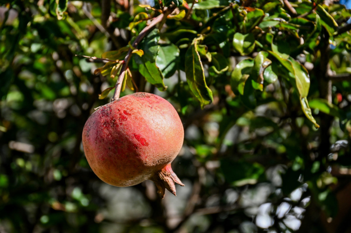 Image of Punica granatum specimen.